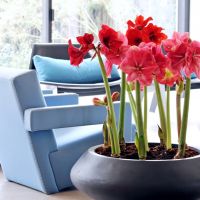 Amaryllis: woonplant van de maand december