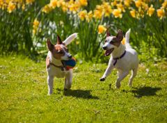 Dierendag 2016