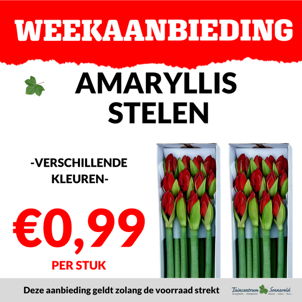 AMARYLLIS €0,99