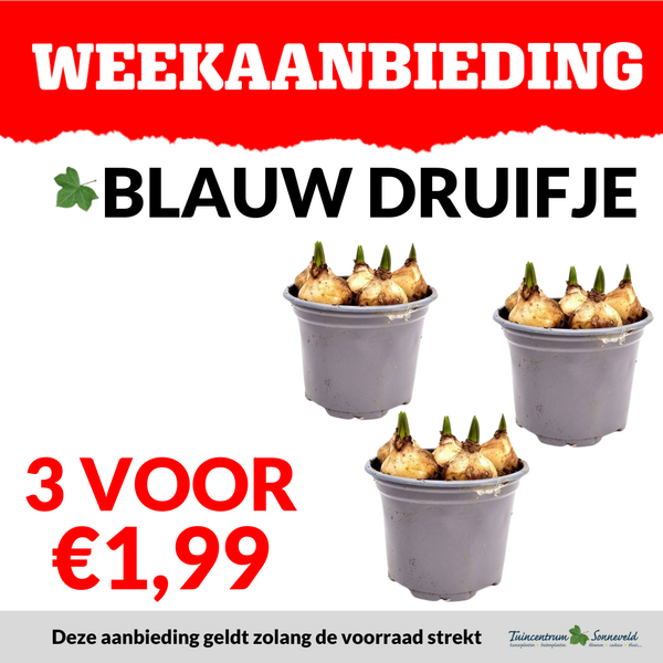 BLAUW DRUIFJE 3 VOOR €1,99