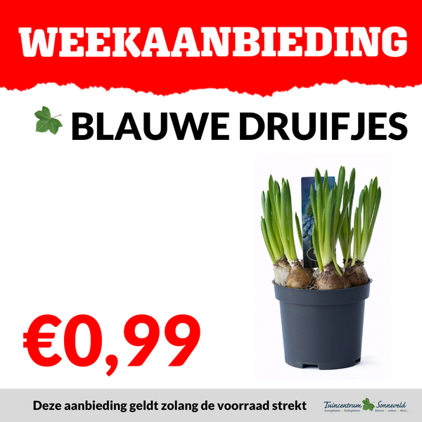 BLAUWE DRUIFJE €0,99