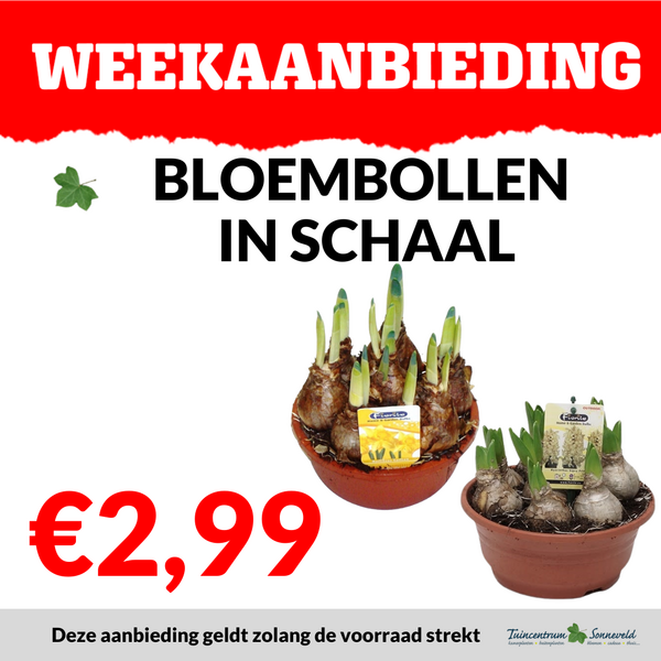 BLOEMBOLLEN IN SCHAAL €2,99