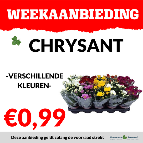 CHRYSANT €0,99