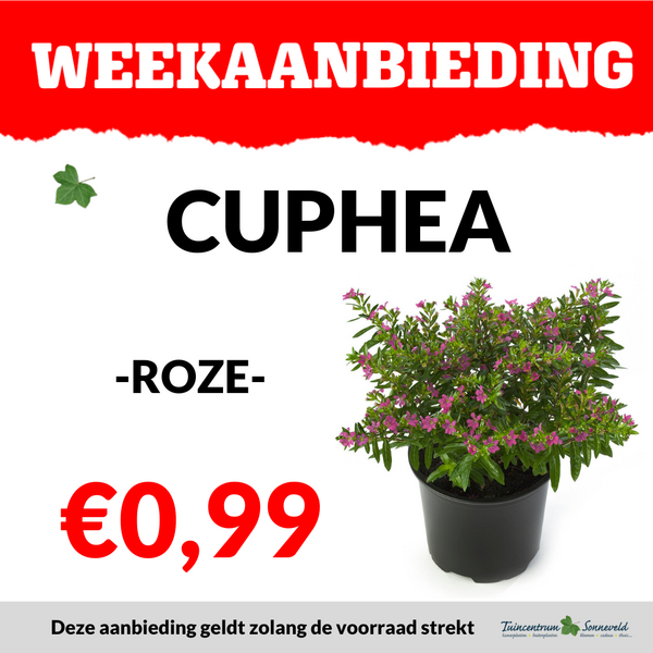 CUPHEA €0,99