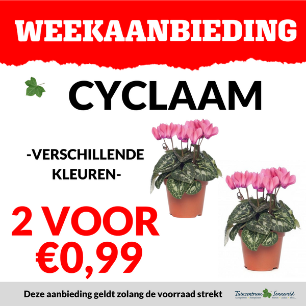 CYCLAAM 2 VOOR €0,99