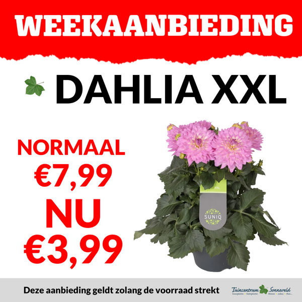 DAHLIA XXL €3,99