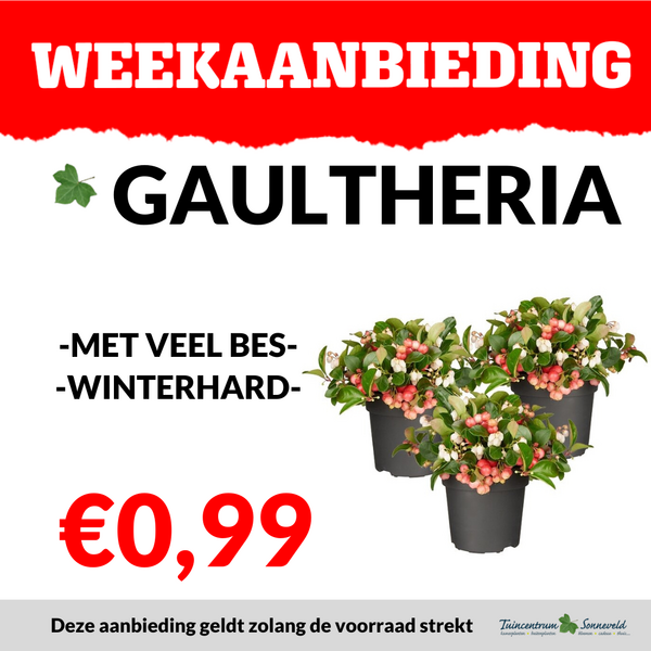 GAULTHERIA €0,99