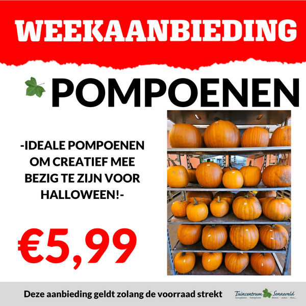 HALLOWEEN POMPOENEN €5,99