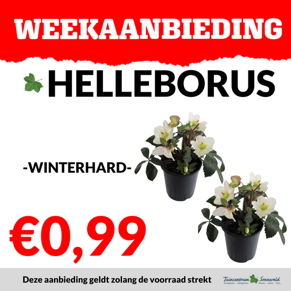 HELLEBORUS €0,99