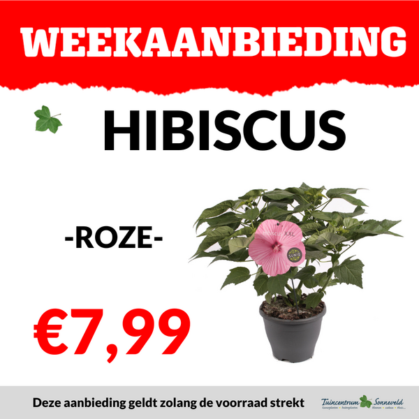 HIBISCUS XL €7,99