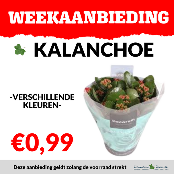 KALANCHOE €0,99