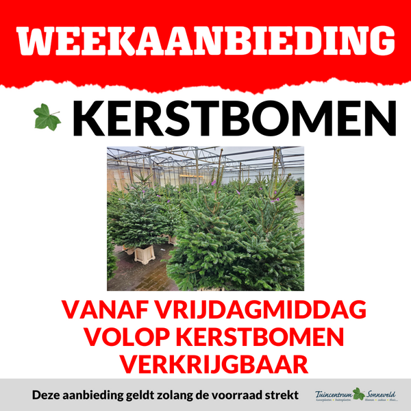 KERSTBOMEN