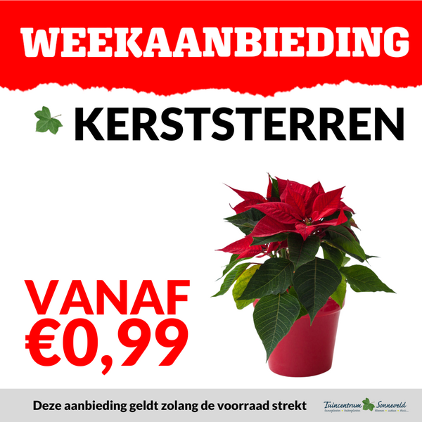 KERSTSTERREN VANAF €0,99