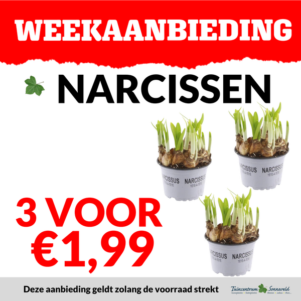 NARCIS 3 VOOR €1,99