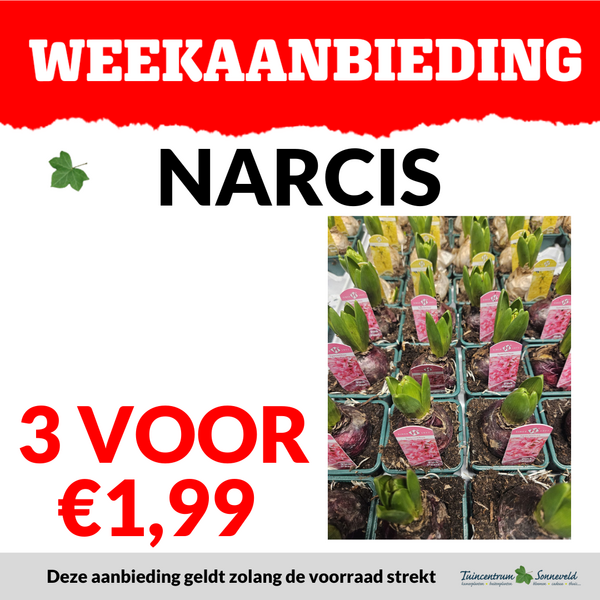 NARCIS 3 VOOR €1,99