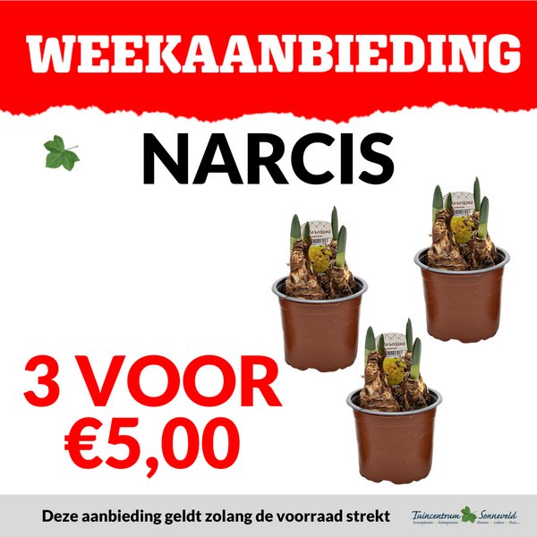 NARCIS 3VOOR €5,00