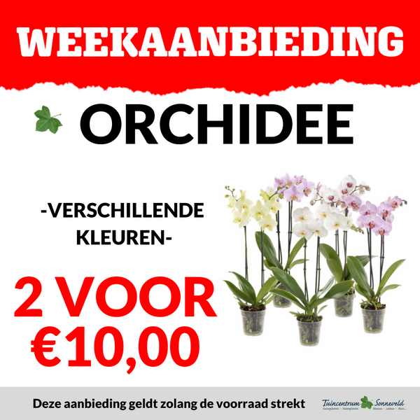 ORCHIDEE 2 VOOR €10,00