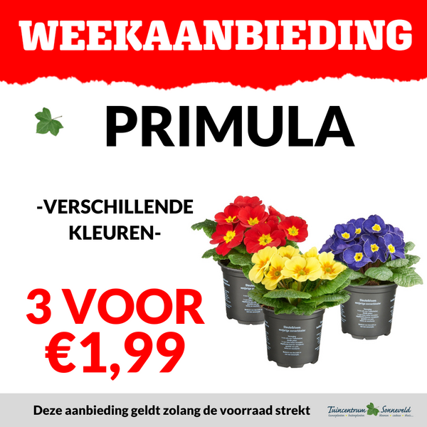 PRIMULA 3 VOOR €1,99