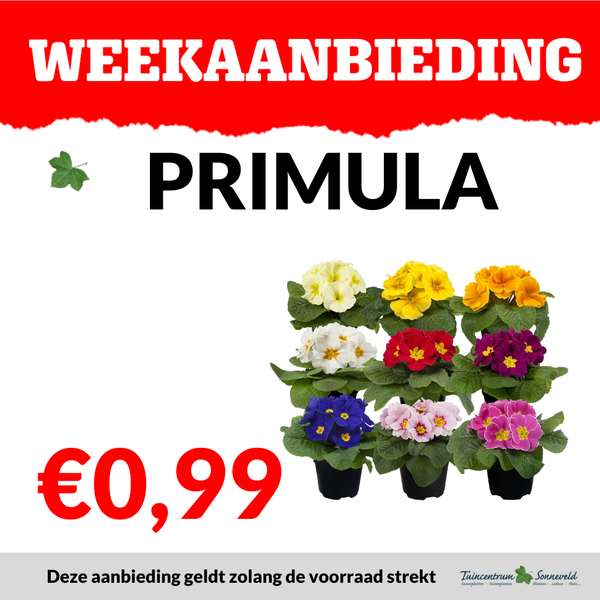 PRIMULA €0,99