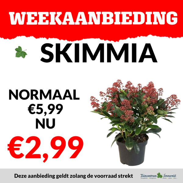 SKIMMIA €2,99