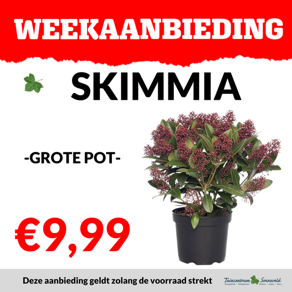 SKIMMIA €9,99