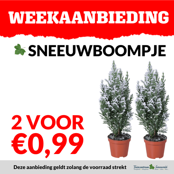 SNEEUWBOOMPJE 2 VOOR €0,99