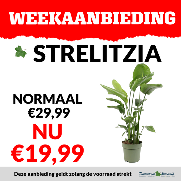 STRELITZIA €19,99