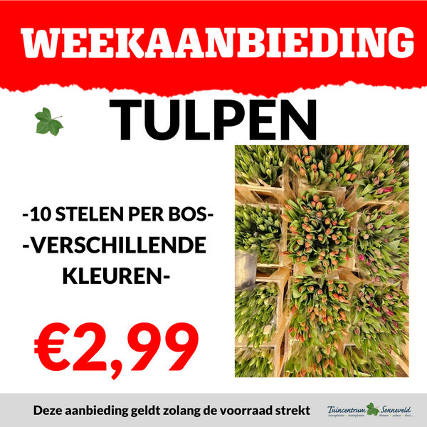 TULPEN €2,99