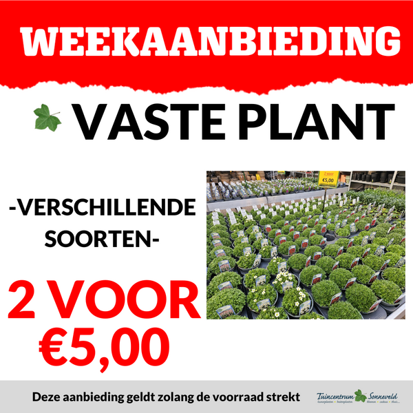 VASTE PLANTEN 2 VOOR €5,00