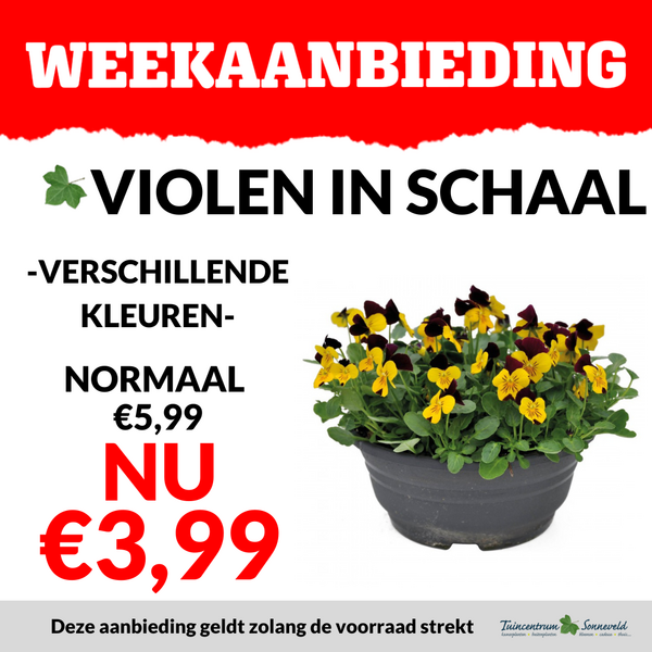 VIOLEN SCHAAL €3,99