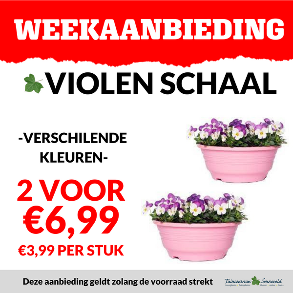 VIOOL IN SCHAAL 2 VOOR €6,99