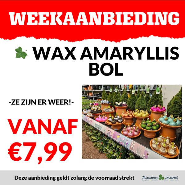 WAXAMAYLLIS VANAF €7,99