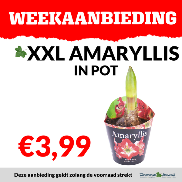 XXL AMARYLLIS IN POT €3,99