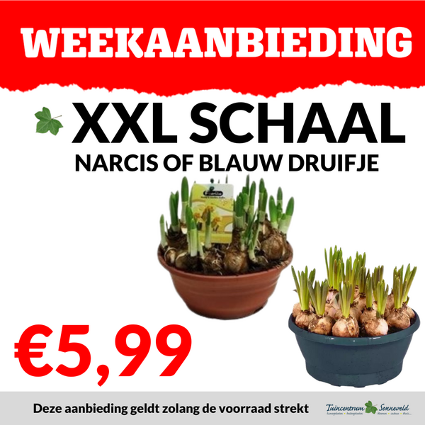 XXL SCHAAL BLAUW DRUIFJE EN NARCIS €5,99