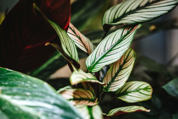 Calathea